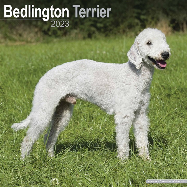 Bedlington Terrier Calendar 2023