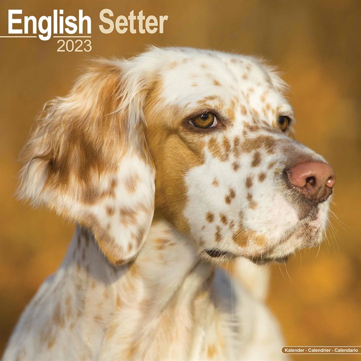 English Setter Calendar 2023