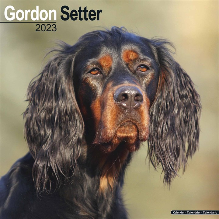 Gordon Setter Calendar 2023