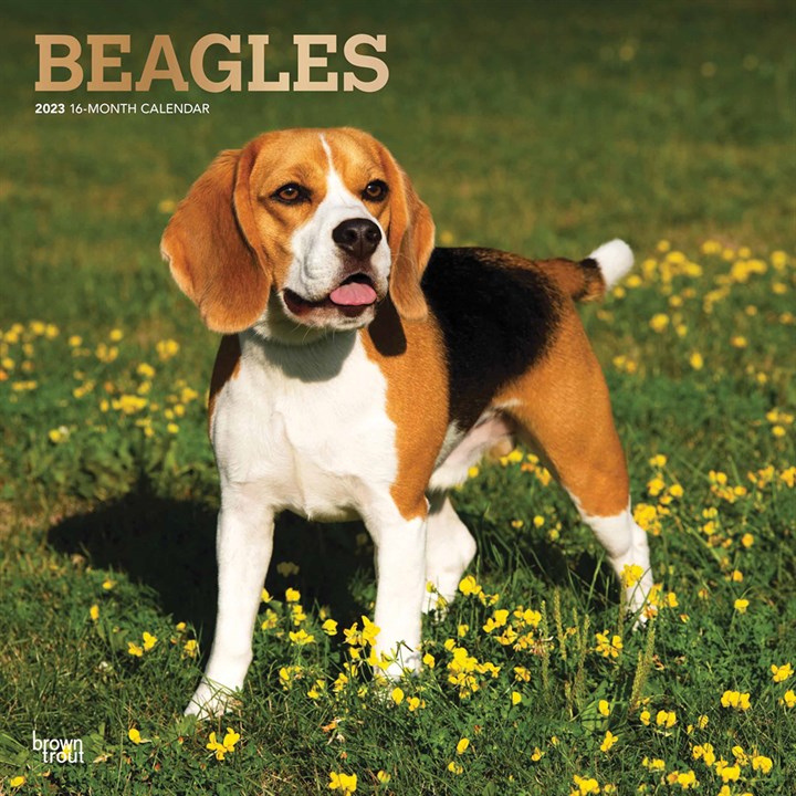 Beagles Calendar 2023