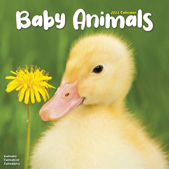 Baby Animals Calendar 2023
