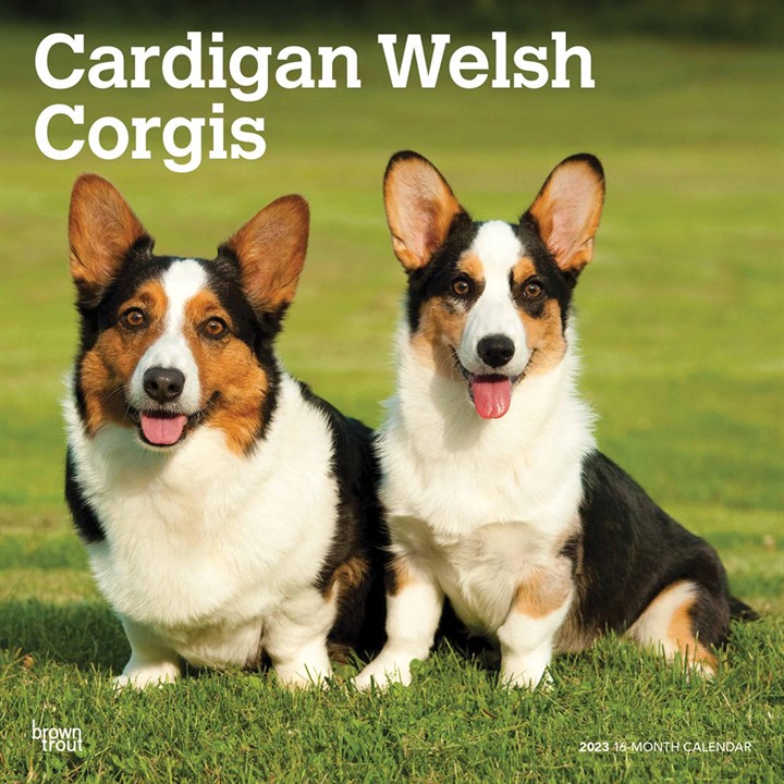 Cardigan Welsh Corgis 2023 Calendars