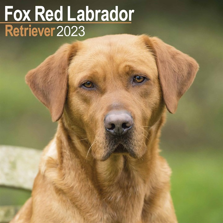 Fox Red Labrador Retriever 2023 Calendars