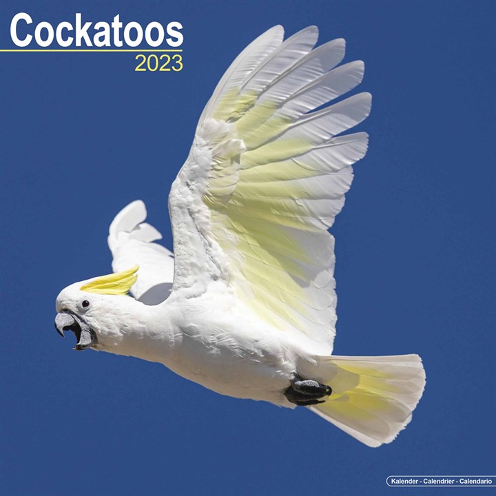 Cockatoos 2023 Calendars