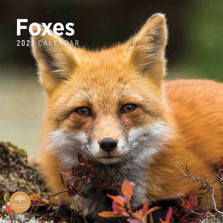 Foxes 2023 Calendars