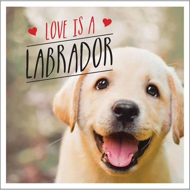 Love is a Labrador Book