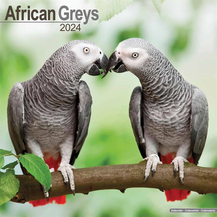 African Greys Calendar 2024