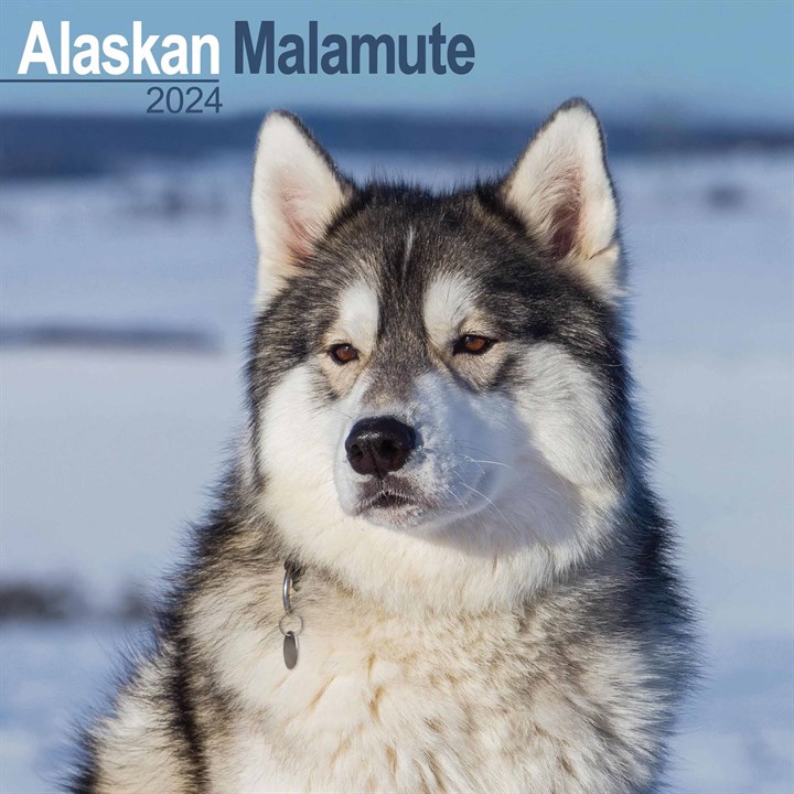 Alaskan Malamute Calendar 2024