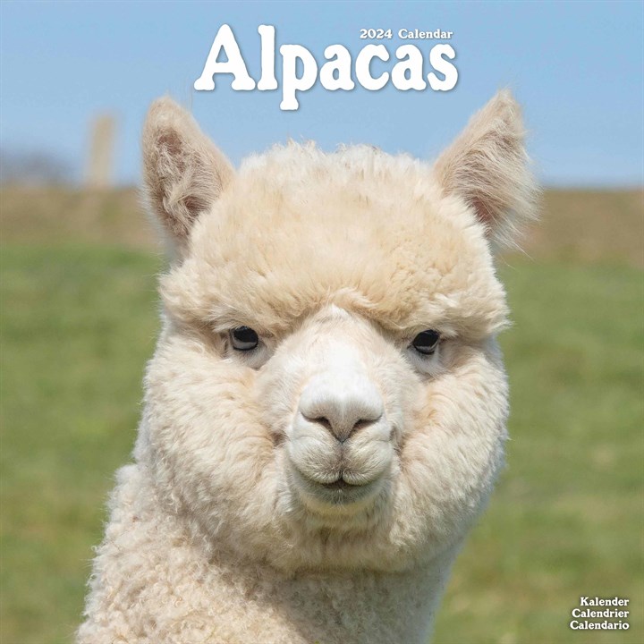 Alpacas Calendar 2024