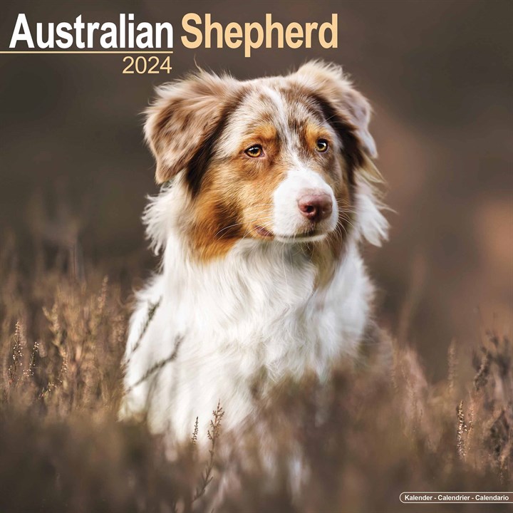 Australian Shepherd Calendar 2024