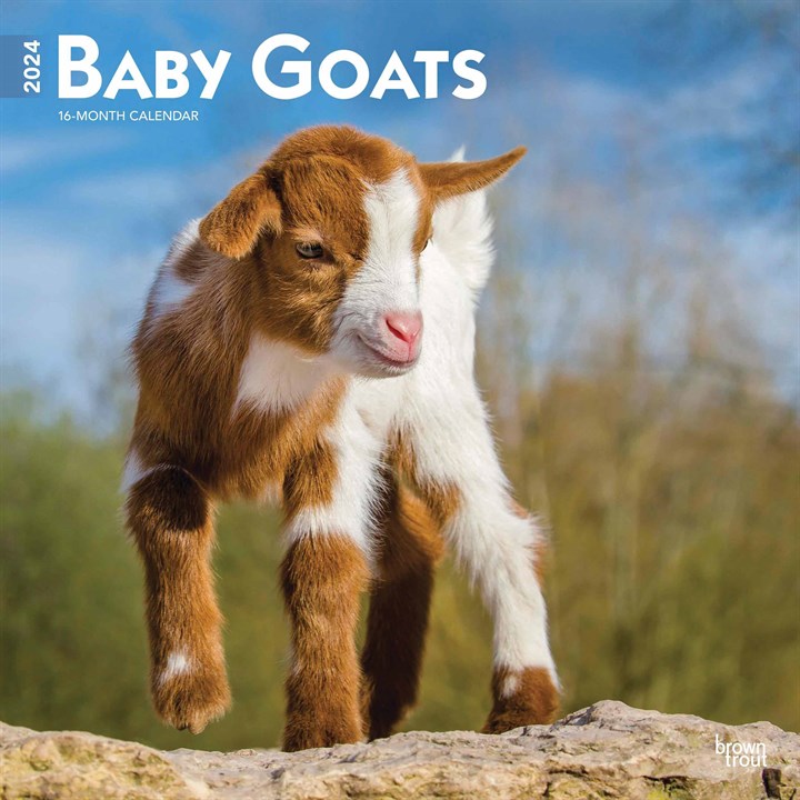 Baby Goats Calendar 2024
