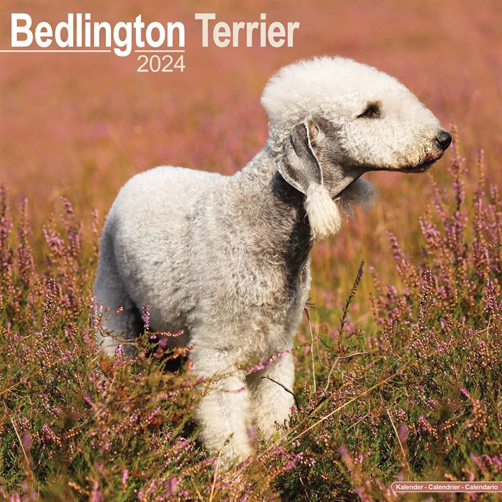 Bedlington Terrier Calendar 2024