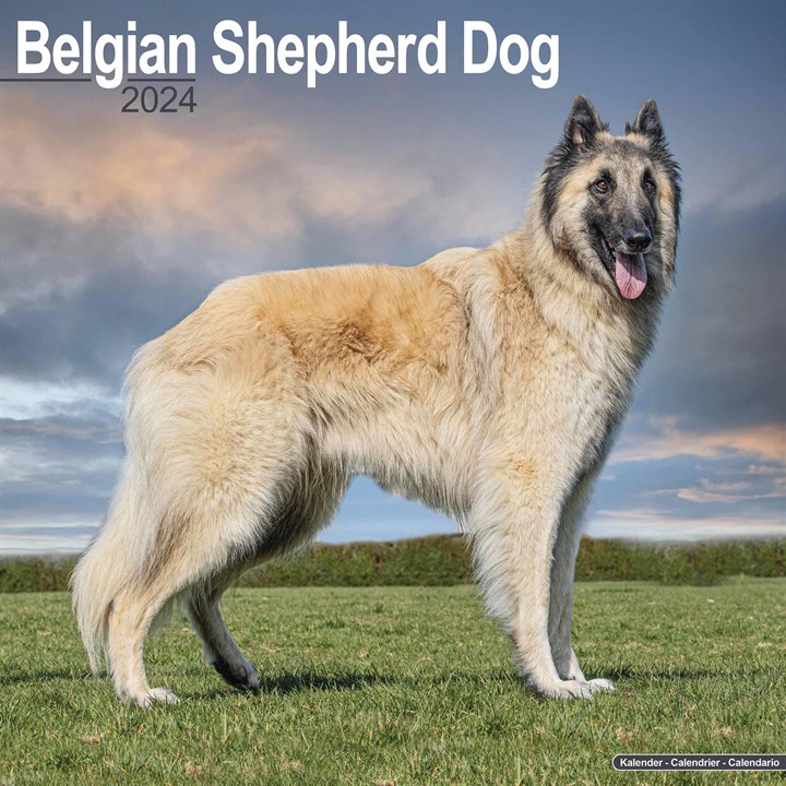 Belgian Shepherd Dog Calendar 2024