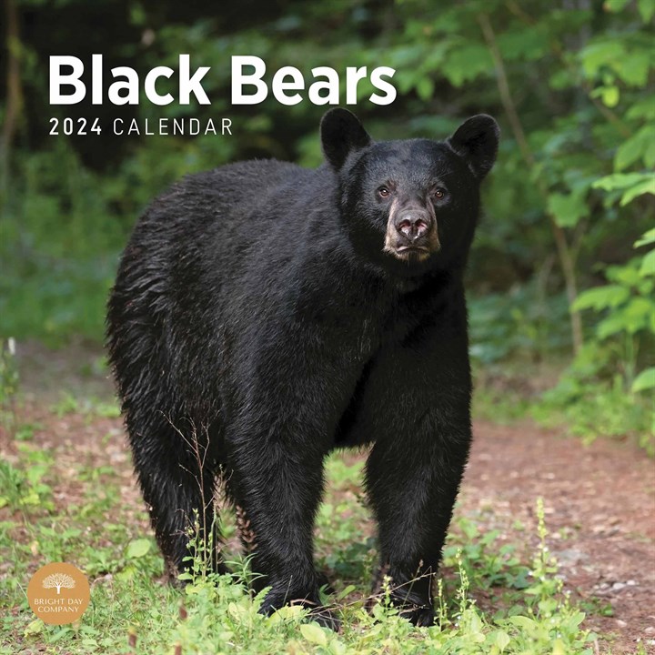 Black Bears Calendar 2024