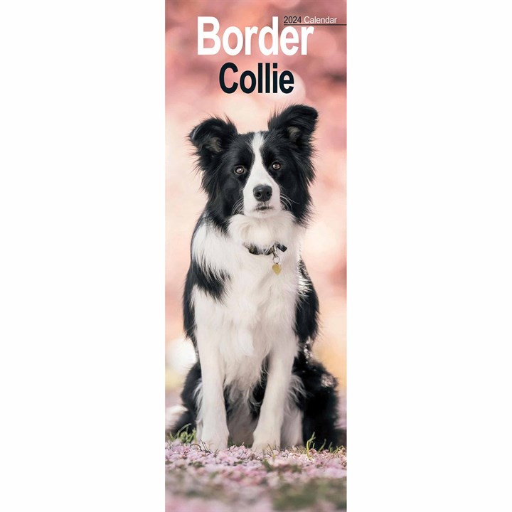 Border Collie Slim Calendar 2024