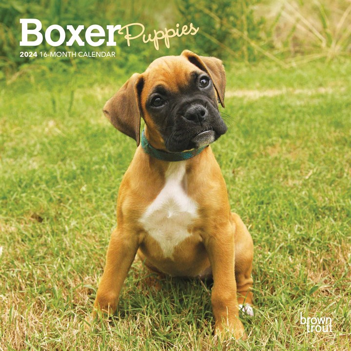 Boxer Puppies Mini Calendar 2024