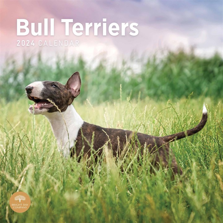Bull Terriers Calendar 2024