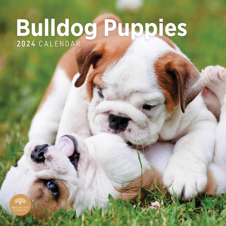 Bulldog Puppies Calendar 2024