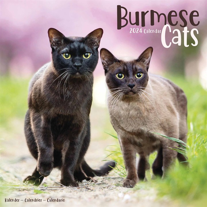 Burmese Cats Calendar 2024