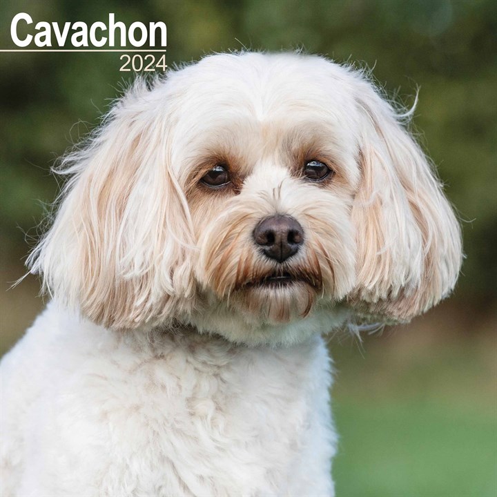 Cavachon Calendar 2024