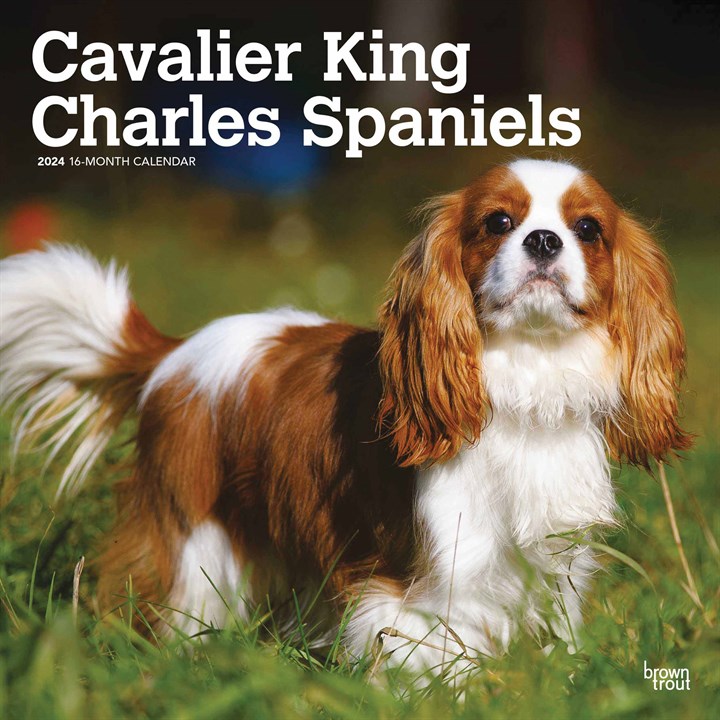 Cavalier King Charles Spaniels Calendar 2024
