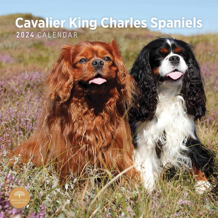 Cavalier King Charles Spaniels Calendar 2024