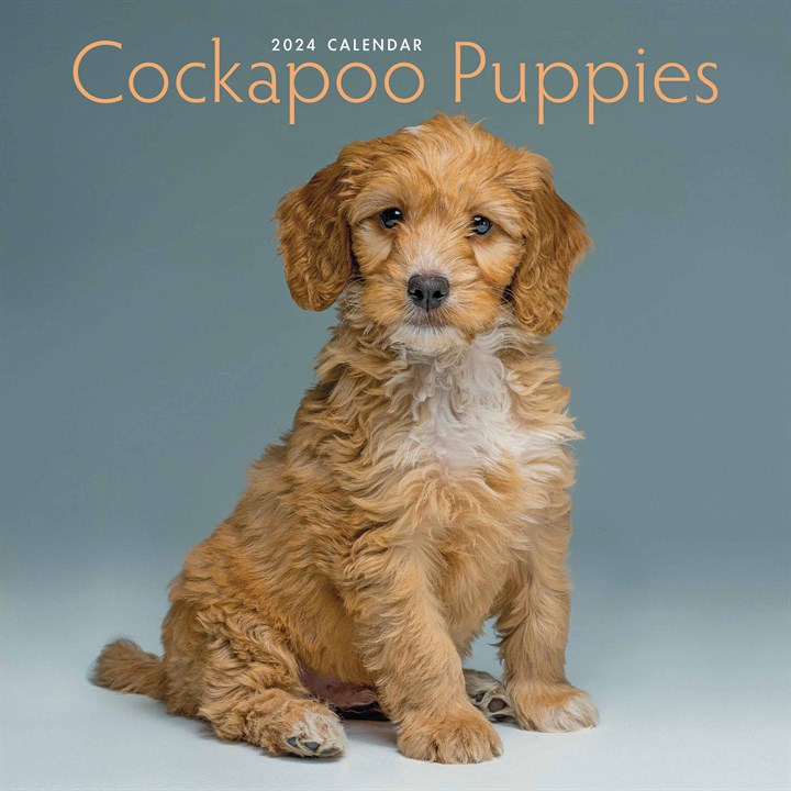 Cockapoo Puppies Mini Calendar 2024