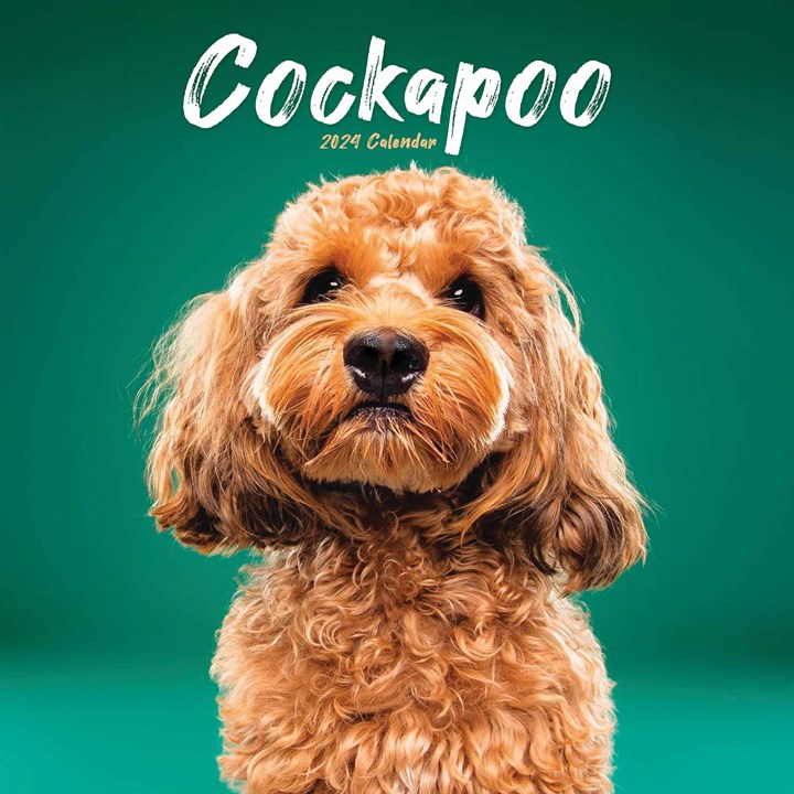 Cockapoo Calendar 2024