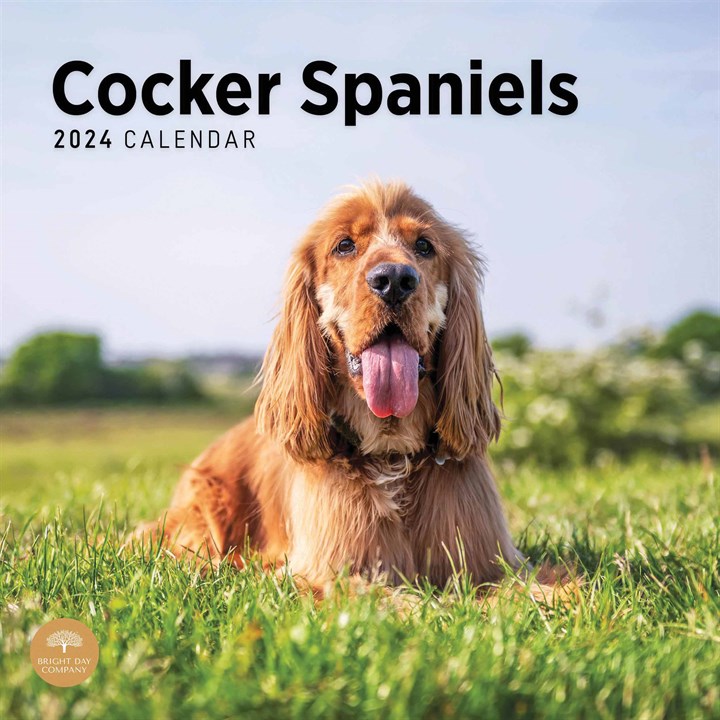 Cocker Spaniels Calendar 2024