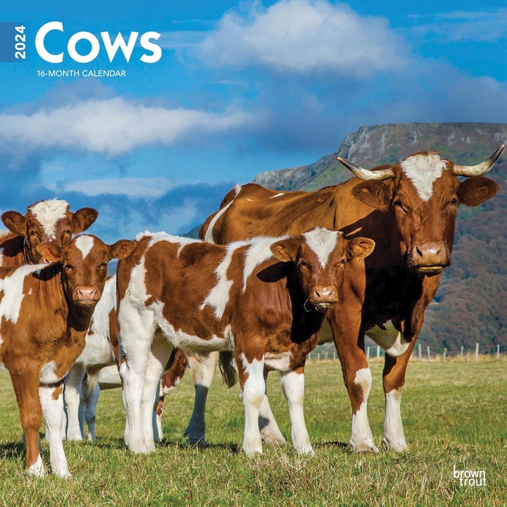 Cows Calendar 2024