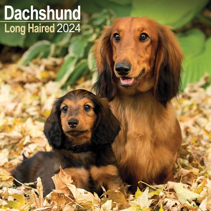 Long Haired Dachshund Calendar 2024