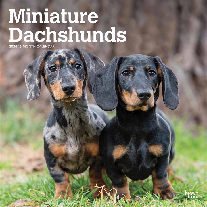 Miniature Dachshunds Calendar 2024