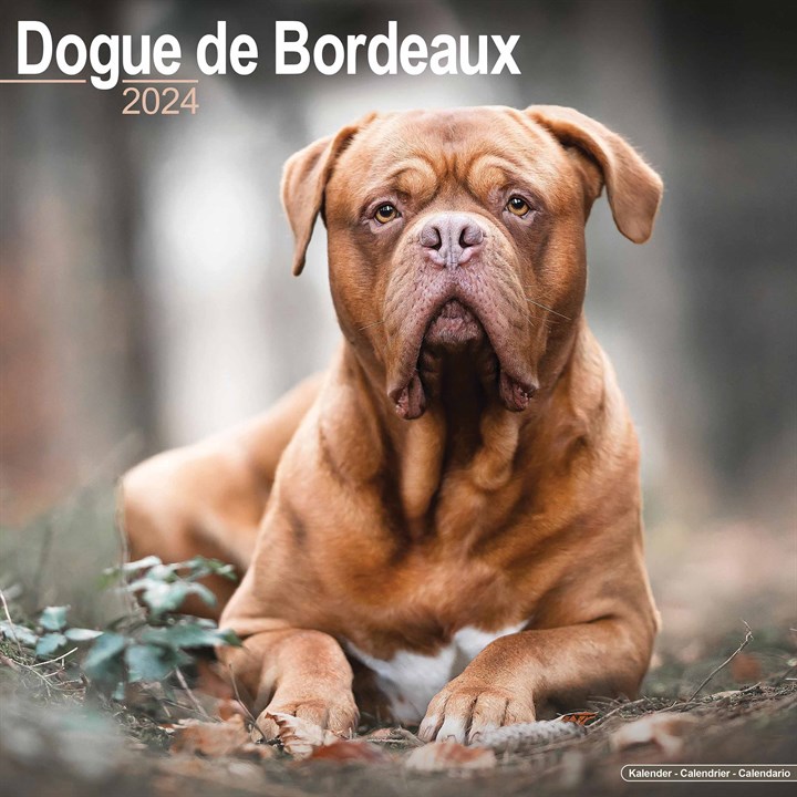 Dogue De Bordeaux Calendar 2024