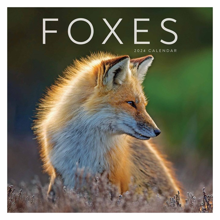 Foxes Calendar 2024
