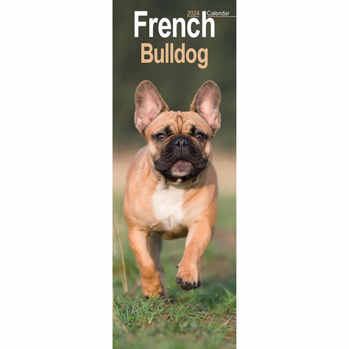 French Bulldog Slim Calendar 2024