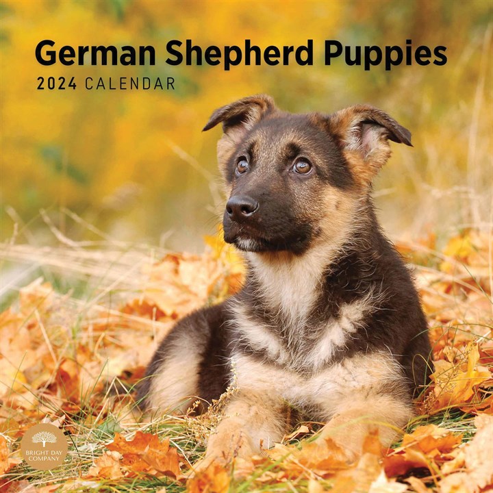 German Shepherd Puppies Calendar 2024
