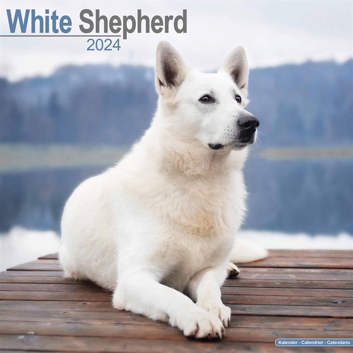 White Shepherd Calendar 2024