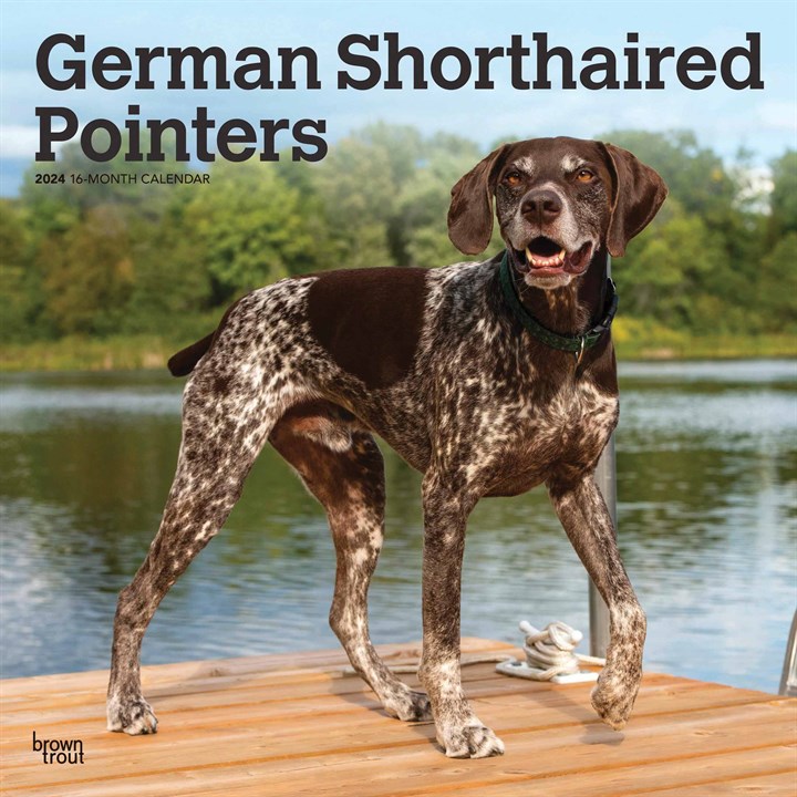 German Shorthaired Pointers Calendar 2024