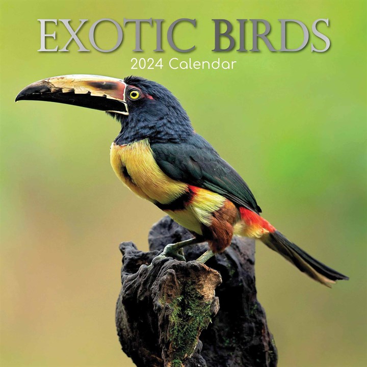Exotic Birds Calendar 2024