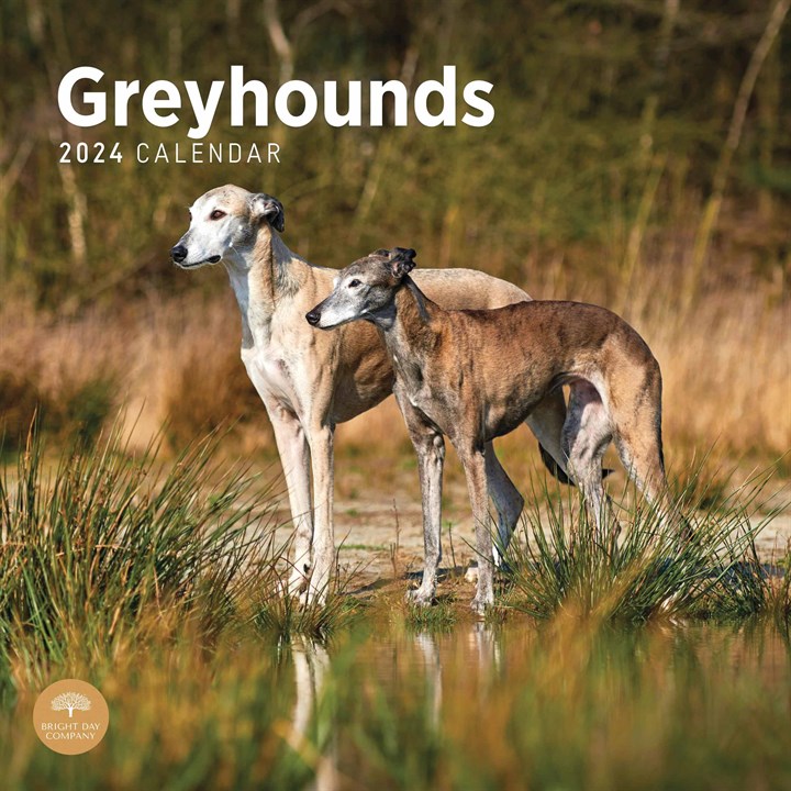 Greyhounds Calendar 2024
