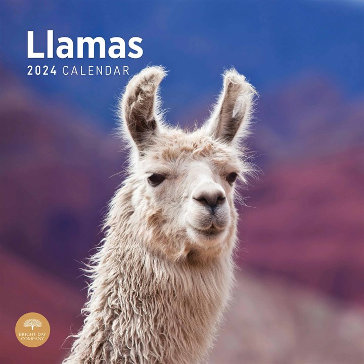 Llamas Calendar 2024