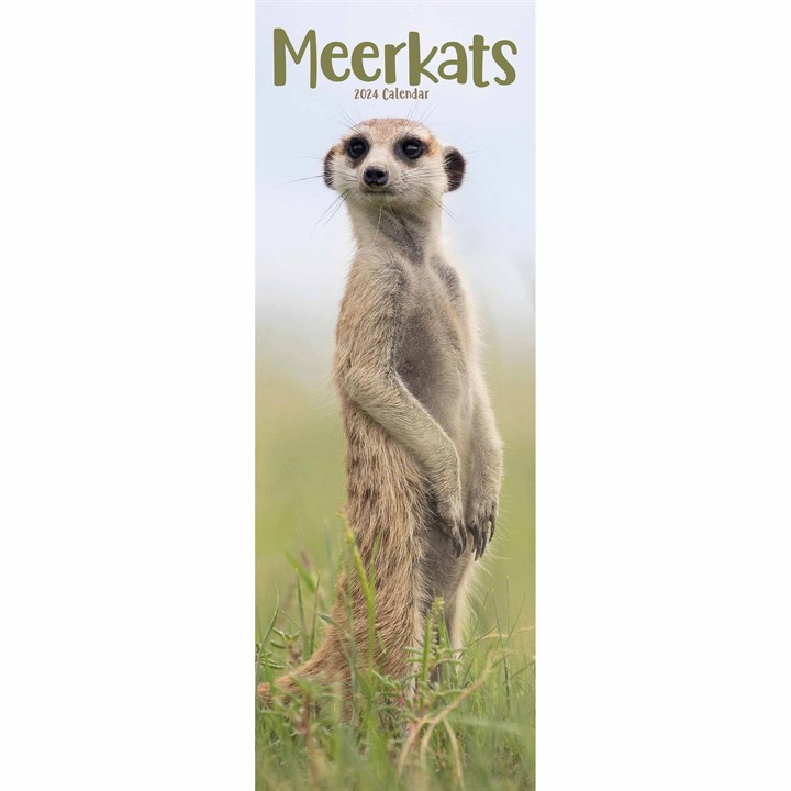 Meerkats Slim Calendar 2024