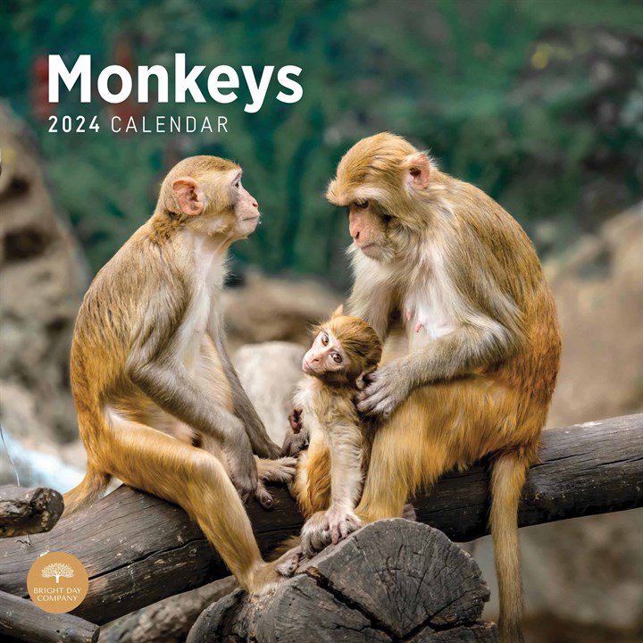 Monkeys Calendar 2024