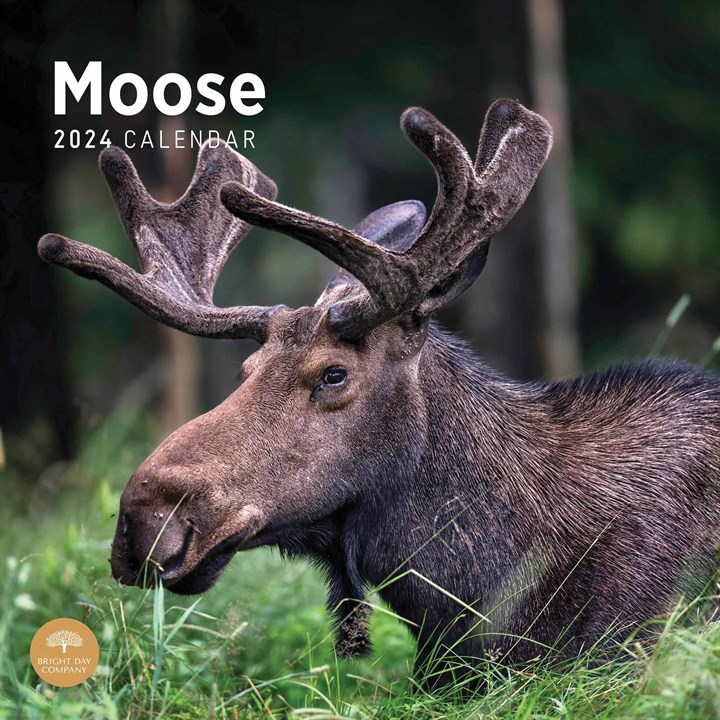 Moose Calendar 2024