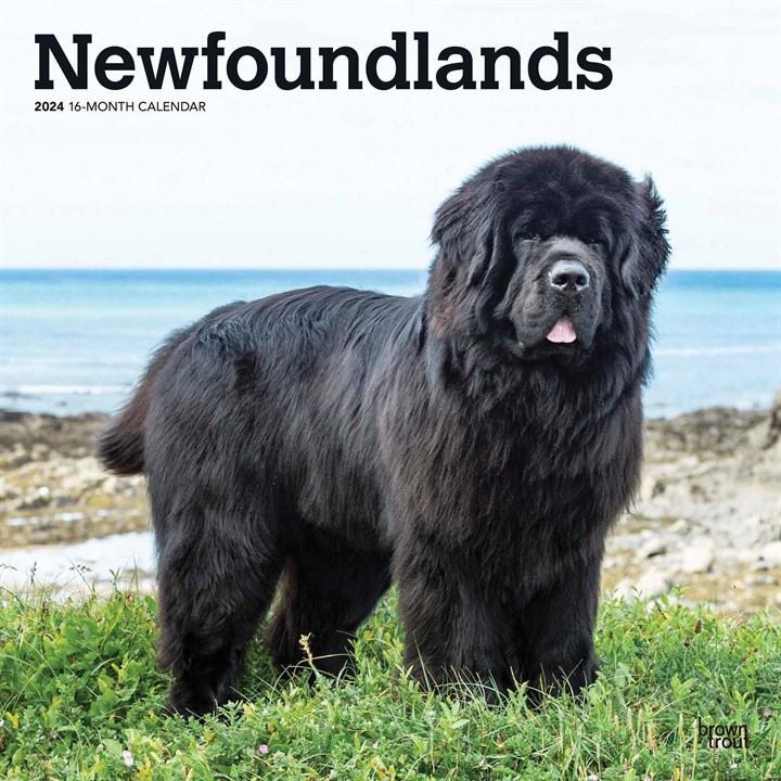 Newfoundlands Calendar 2024