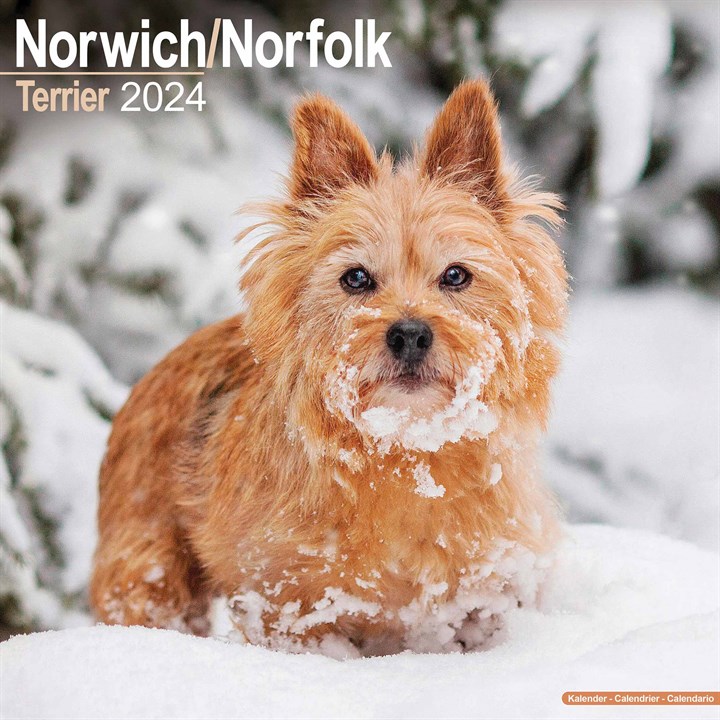 Norwich & Norfolk Terrier Calendar 2024