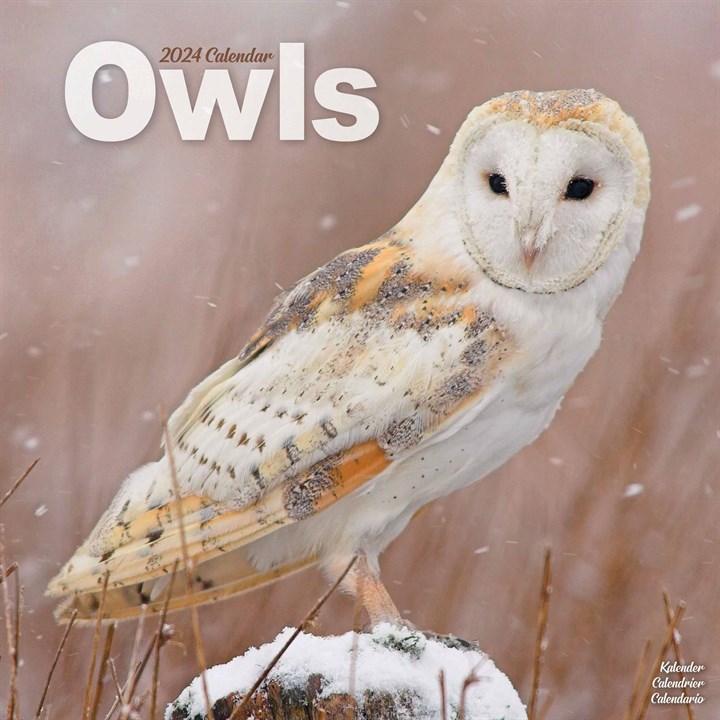 Owls Calendar 2024