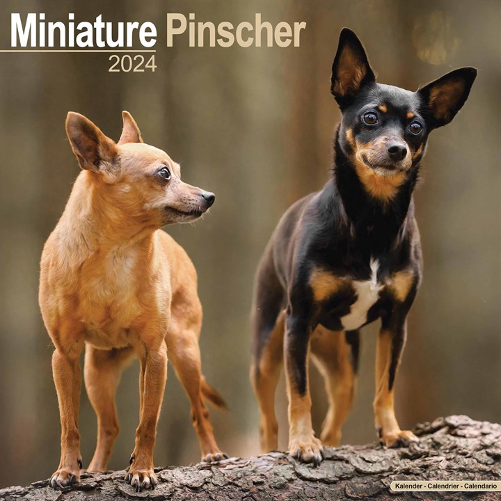 Miniature Pinscher Calendar 2024