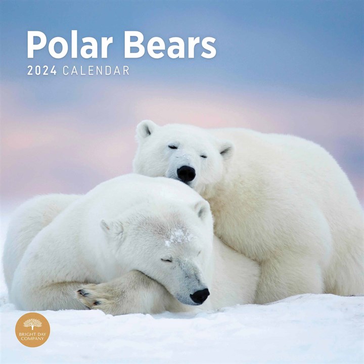 Polar Bears Calendar 2024