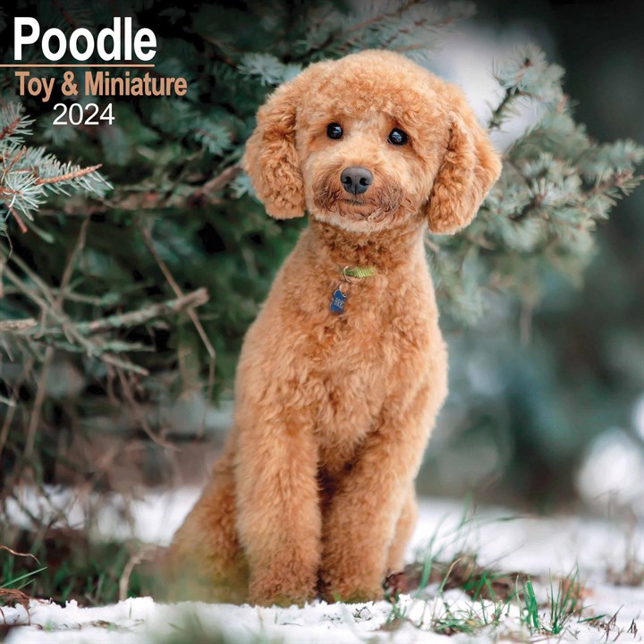 Toy & Miniature Poodle Calendar 2024